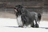 PETIT CHIEN LION 206